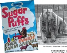  ?? Picture: DENIS STRAUGHAN/SCOTMSAN ?? Cub-board love: The original Sugar Puffs bear ‘Jeremy’ was female and later retired to a wildlife park (right)