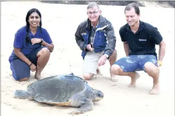  ??  ?? EXCITED: Malini Pather of uShaka Sea World with Dr George Hughes and Kevin Spiby of the Two Oceans Aquarium release Pemba the turtle, on Thursday, at Mabibi, iSimangali­so Wetlands Park.