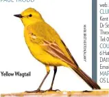  ??  ?? Yellow Wagtail