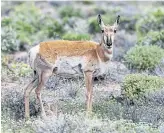  ?? BRIAN VAN DER BRUG TRIBUNE NEWS SERVICE ?? A pronghorn antelope pauses while eating wildflower­s along a highway in Mojave Desert.