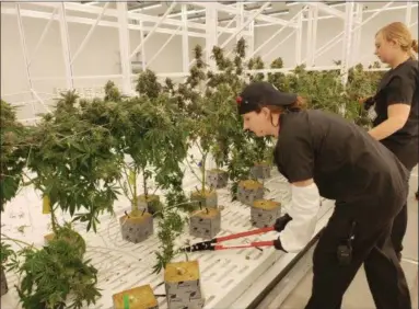  ?? KRISTI GARABRANDT — THE NEWS-HERALD ?? Buckeye Relief employees work to cut down the marijuana plants during the company’s first harvest on Dec. 6.