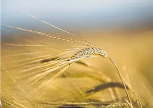  ??  ?? Barley is a core crop in Scotland.