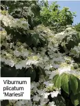  ?? ?? Viburnum plicatum ‘Mariesii’