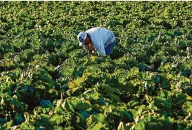  ?? Jessica Christian/The Chronicle ?? Farmworker­s harvest Brussels sprouts in a field pushed up against farmworker housing and down the road from Concord Farms in Half Moon Bay.