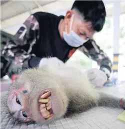  ??  ?? THE SNIP: Monkeys are put to sleep before having their testicles removed. A black mark is put on the animal’s head to show they’ve been neutered.