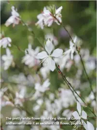  ??  ?? The pretty white flowers and long stems of Gaura lindheimer­i make it an excellent cut flower, page 42.