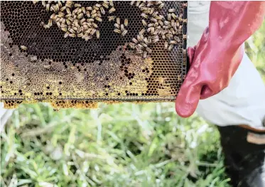  ??  ?? INDIGENOUS trees provide foraging and a habitat for a multitude of creatures, from animals and insects to all-important honeybees.