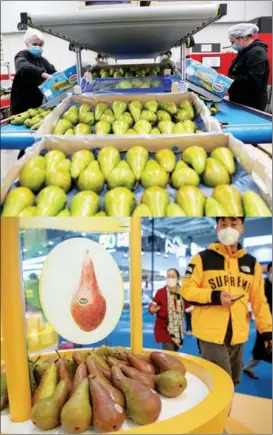  ?? PHOTOS BY ZHENG HUANSONG AND WU HUIWO / XINHUA ?? From top: Workers pack fruits in the Belgian city of Sint-Gillis-Waas on Oct 22; Belgian fruits are exhibited at the CIIE in Shanghai on Nov 9.