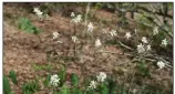  ?? (Special to the Democrat-Gazette/Janet B. Carson) ?? In olden times, itinerant preachers were able to travel into the hills as snow retreated and serviceber­ry bloomed.