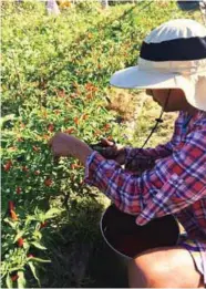  ??  ?? Another young farmer is shown harvesting the fruits of hot pepper.