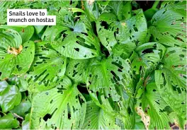  ?? ?? Snails love to munch on hostas