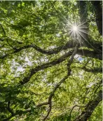  ?? ?? Local heroes: a wych elm at Calda Burn on the Assynt estate, Scotland