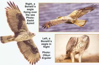  ?? Photo:
Olkun Ergüler ?? Right, a Bonelli’s eagle flying over the sea Photo: Sadık Azimli Left, a Bonelli’s eagle in flight