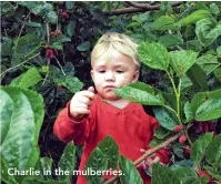  ??  ?? Charlie in the mulberries.