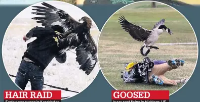  ??  ?? HAIR RAID Eagle dares swoop in Kazakhstan GOOSED
Isaac sent flying in Michigan, US