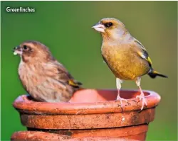  ??  ?? Greenfinch­es