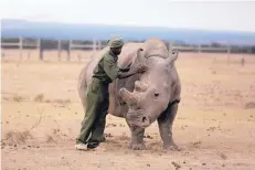  ?? SUNDAY ALAMBA/ASSOCIATED PRESS ?? Keeper Zachariah Mutai attends to Fatu, one of only two female northern white rhinos left in the world, in Kenya.