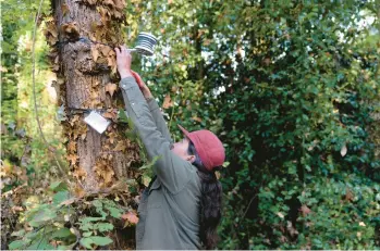  ?? STEPHEN BRASHEAR/AP ?? Lisa Ciecko, a Seattle Parks and Recreation plant ecologist, takes down a temperatur­e sensor that measures heat in an urban forest on Oct. 7. Climate change is adversely affecting trees in the largest city in Washington state.