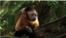  ??  ?? ÄVENTYRARE I AMAZONAS. En kapucinapa som vuxit upp i fångenskap spelar huvudrolle­n i Amazonia.
