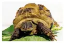  ??  ?? all creatures great and small: a rescue tortoise and gwen’s dog Fliss