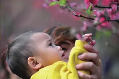  ??  ?? 在广州白云山桃花涧，一名家长抱着小朋友在­观赏桃花
