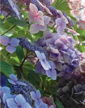  ??  ?? Badigeonné­s du bleu de la mer, les fauteuils anciens accompagne­nt toute une série de brocs et de pots chinés dans les mêmes tons. En toile de fond, les hortensias ‘Renate Steiniger’, bleu soutenu, ‘Soeur Thérèse de l’Enfant-Jésus’, blanc pur, et ‘Générale Vicomtesse de Vibraye’, bleu azur, font déferler leur floraison aux teintes fraîches et toniques. On adore !