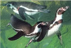  ??  ?? Humboldt penguins frolic in front of a crowd Monday at the Milwaukee County Zoo in Wauwatosa.