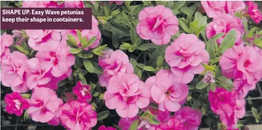  ??  ?? SHAPE UP. Easy Wave petunias keep their shape in containers.