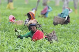  ?? AFP ?? Assam Company and SmartFarms are developing a system that will trace a tea leaf from the worker that picked it to the consumer