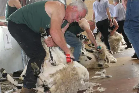  ?? Sheer delight: shearers in action at the ‘Top of Coom’ sheep-shearing on Sunday. All photos by Sinead Kelleher. ??