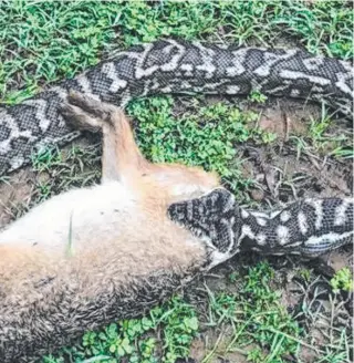  ??  ?? A coastal python devours a hare at Kooralbyn Internatio­nal School. Picture: BRYCE LOCKETT