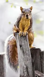  ?? iStockphot­o ?? Fox squirrels live seven to 10 years in the wild.