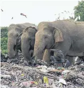  ?? ACHALA PUSSALLA THE ASSOCIATED PRESS ?? Wild elephants scavenge for food at an open landfill in Pallakkadu village in Sri Lanka.