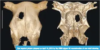  ?? — AFP ?? This handout picture released on April 18, 2018 by the CNRS shows 3D reconstruc­tion of cow skull showing internally and externally the hole produced by trepanatio­n.