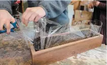  ??  ?? Line a wooden planter with a sheet of plastic before filling it with good quality potting soil. Trim the excess plastic, but leave the final cut until after planting.