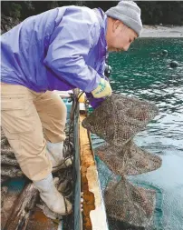  ??  ?? Above: Koji Takioka harvests hiogigai noble scallops grown in cages in Ainan, Ehime Prefecture. Right: Hiogigai noble scallop sashimi