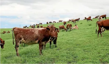  ?? PHOTO: SONITA CHANDAR/ FAIRFAXNZ ?? Cow herd numbers were smaller but milk flows were close to normal.