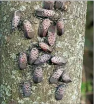  ?? SUBMITTED PHOTO ?? The spotted lanternfly is considered a threat to crops and many are working to prevent it from spreading.