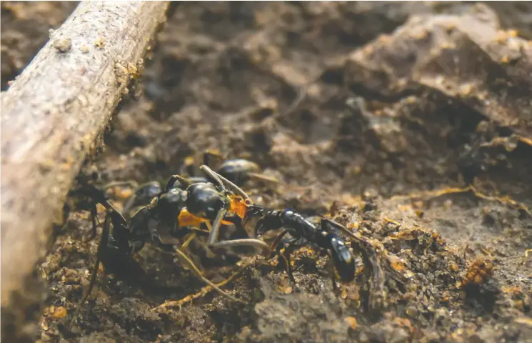  ?? PHOTOS: ERIK FRANK / UNIVERSITY OF WÜRZBURG ?? An injured Megaponera, often called Matabele ants, receives a helping hand and mandible from a nestmate. Erik Frank, a scientist at the University of Würzburg, says the
sub-saharan ants can cope with “dangerous and sometimes deadly infections with remarkable efficacy.” They cure injuries nearly 90 per cent of the time, he says.