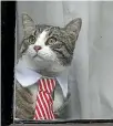  ?? PHOTO: REUTERS ?? Julian Assange’s cat sits at an embassy window during the interview.