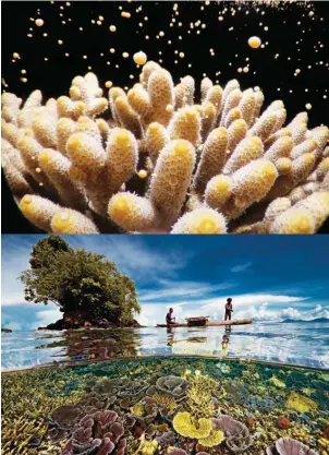  ??  ?? Coral reefs are the crown jewels of our planet, says Doubilet