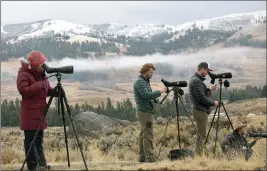  ?? The Associated Press ?? Tourists observe wolves from the Junction Butte pack in Yellowston­e National Park, Wyo.