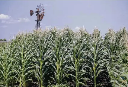  ?? Associated Press file photo ?? A field of corn grows in Pacific Junction, Iowa. The Trump administra­tion overpaid corn farmers by about $3 billion in federal aid in 2019, and farmers in the South were paid more for the same crops than farmers elsewhere, a federal watchdog agency has found.