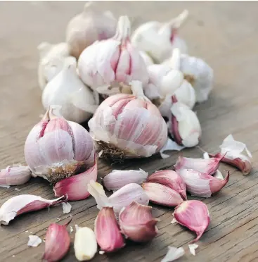  ??  ?? Don’t store garlic in the fridge, where the cloves will root, then sprout, and be ruined.