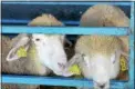  ?? TANIA BARRICKLO — DAILY FREEMAN ?? Two sheep are shown in the livestock area at the Dutchess County Fair in Rhinebeck on Friday.