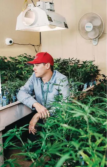  ??  ?? Piante in crescita A sinistra, Dylan Donaldson, produttore e venditore di marijuana, nella serra in cui vengono coltivate le piante utilizzate per i prodotti del suo negozio.
