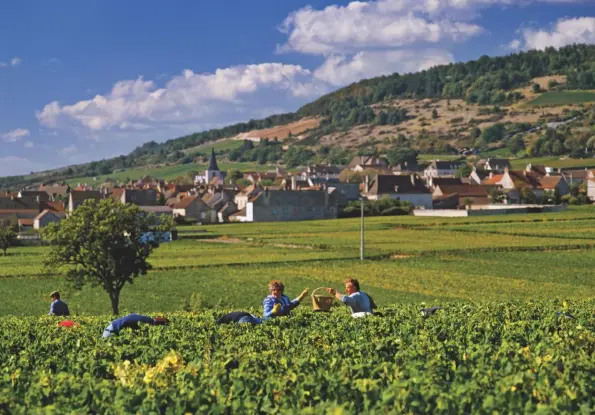  ??  ?? Above: picking Chardonnay in the Le Montrachet vineyard of Domaine de la RomanŽe-Conti, with Chassagne-Montrachet beyond