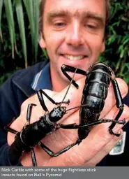  ??  ?? Nick Carlile with some of the huge flightless stick insects found on Ball’s Pyramid