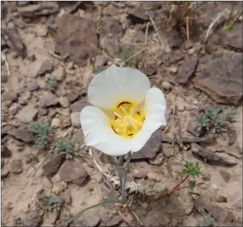  ?? ?? A sego lily encountere­d on the ride to the Dominguez Rim.