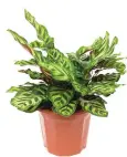  ??  ?? Calathea o Calatea Una planta totalmente segura para las mascotas y con un gran poder decorativo gracias a sus bonitas hojas exóticas.